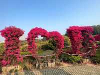 東莞植物園～賞花必去！
