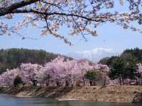 Sakura + Stillness, Rokudo no Tsutsumi Is Peak