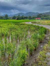 Golden Light and Village Calm: Evening Walk in Kampung Terang