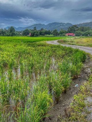 Golden Light and Village Calm: Evening Walk in Kampung Terang