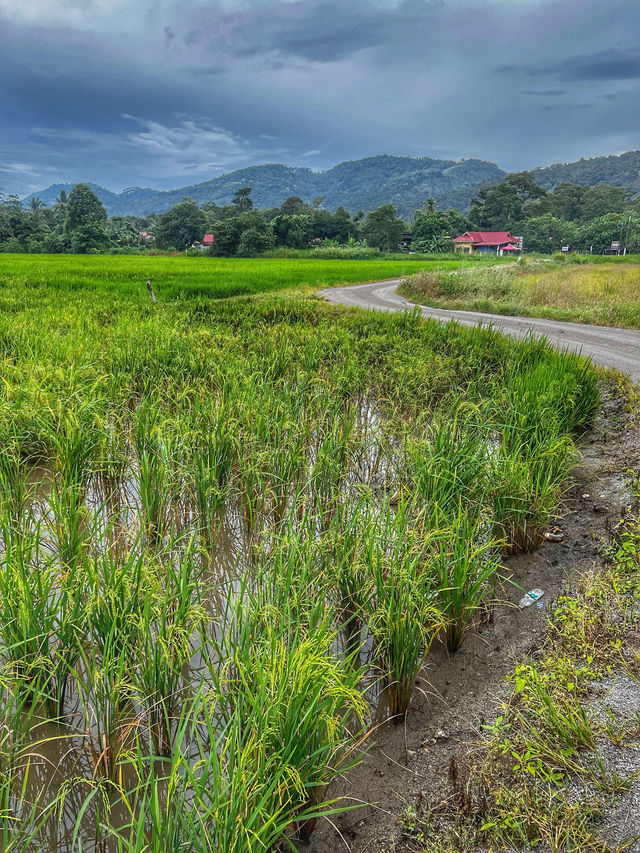 Golden Light and Village Calm: Evening Walk in Kampung Terang