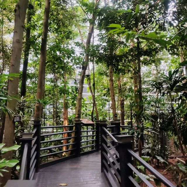 The KLIA Jungle Boardwalk
