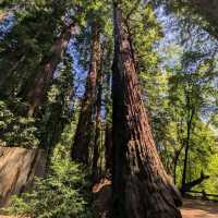Henry Cowell Redwoods State Park – Felton, CA