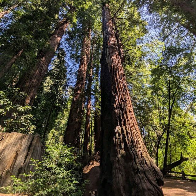 Henry Cowell Redwoods State Park – Felton, CA