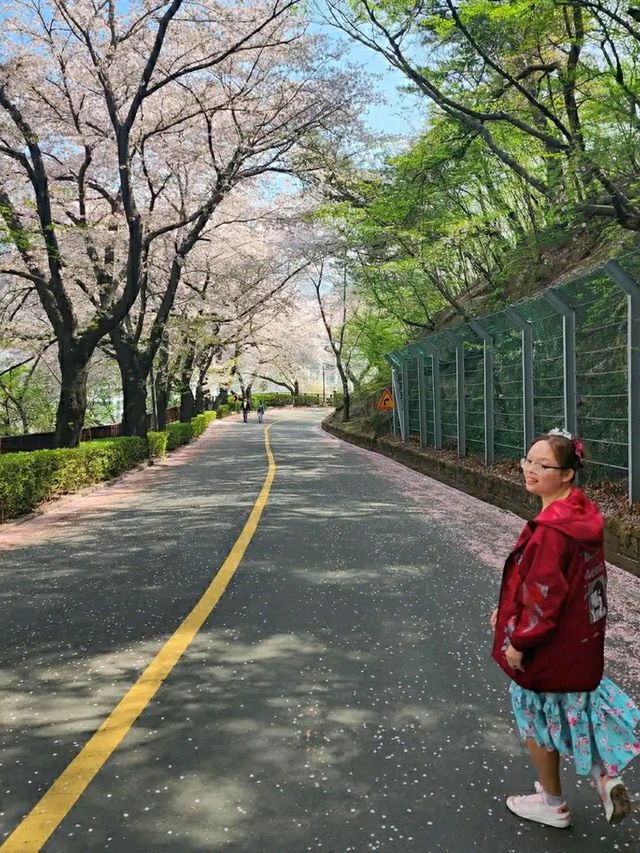 Changwon in Bloom: Experience the Magic of the Jinhae Cherry Blossom Festival