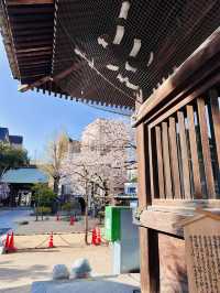 A Pocket of Poetry: Kushida Shrine’s Intimate Sakura Magic 