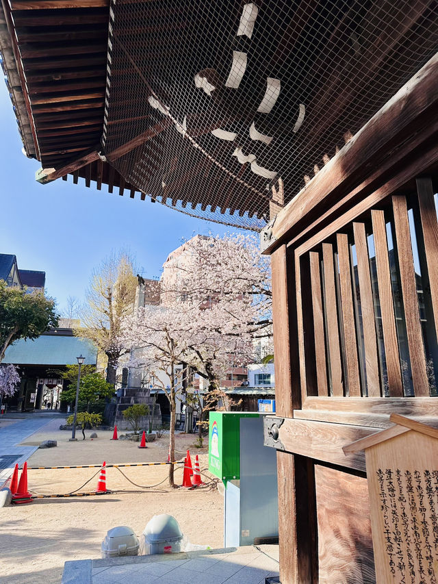 A Pocket of Poetry: Kushida Shrine’s Intimate Sakura Magic 