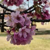 Shinjuku Gyoen – A Quiet Breath in the Heart of Tokyo