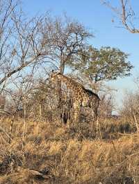 Cultural explosion - Safari 
