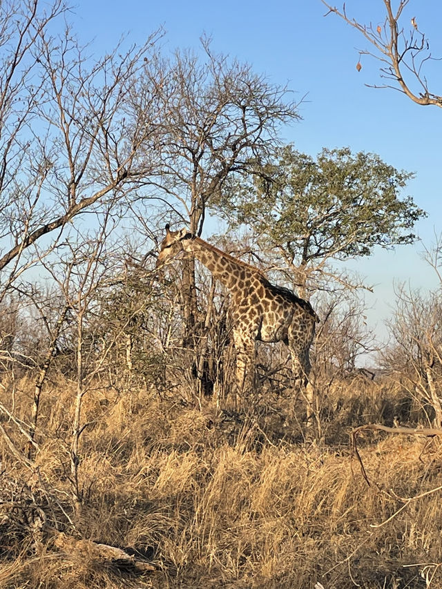 Cultural explosion - Safari 