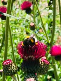 Victorian Elegance and Woodland Wonders at Tyntesfield – A National Trust Treasure