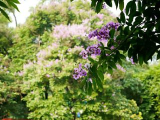 National Botanical Garden – Dhaka’s Living Green Museum