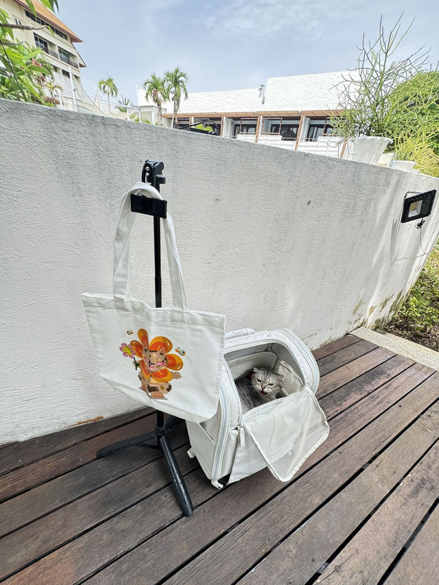 เที่ยวหัวหินพาน้องแมวพักโรงแรม PetFriendly 