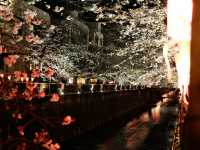 Sakura and Stillness at Nakameguro Canal