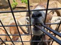 你知道日本有動物園可以餵獅子吃肉嗎？