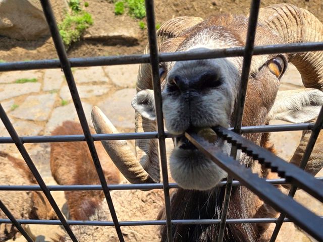 你知道日本有動物園可以餵獅子吃肉嗎？