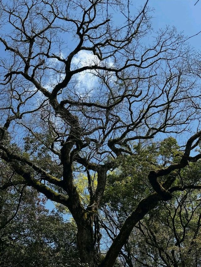 Easy Breezy Nature Escape