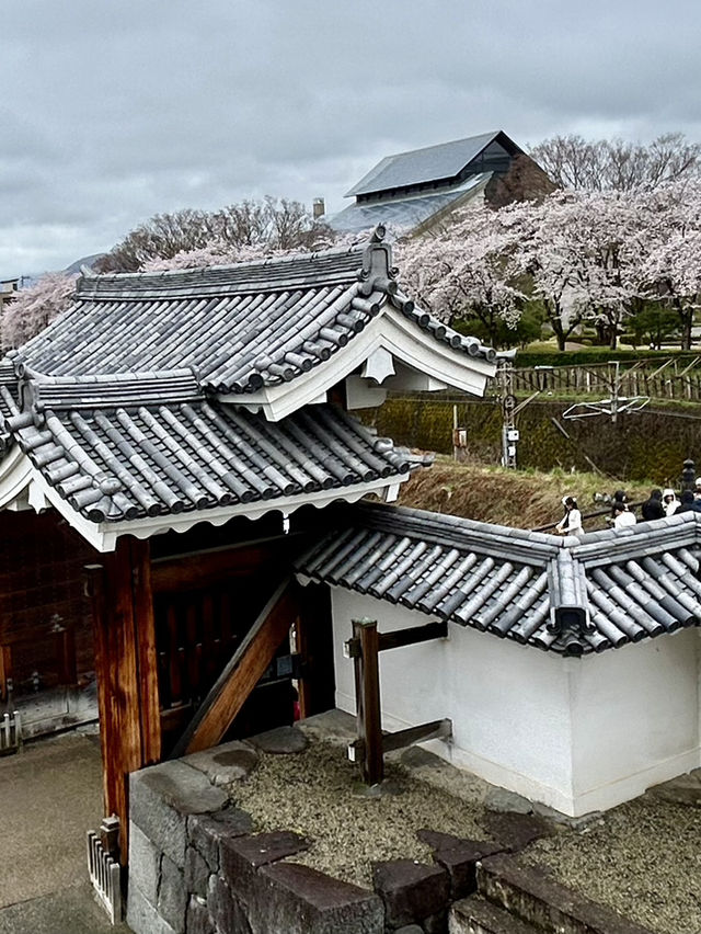 春之旅～～～～仙台賞櫻🌸
