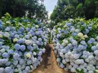 The flowers season in Jeju- Boromwat Seogwipo