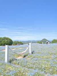 青とピンクの絶景絨毯で夢のような映え写真体験💙🌸※観光攻略情報付き