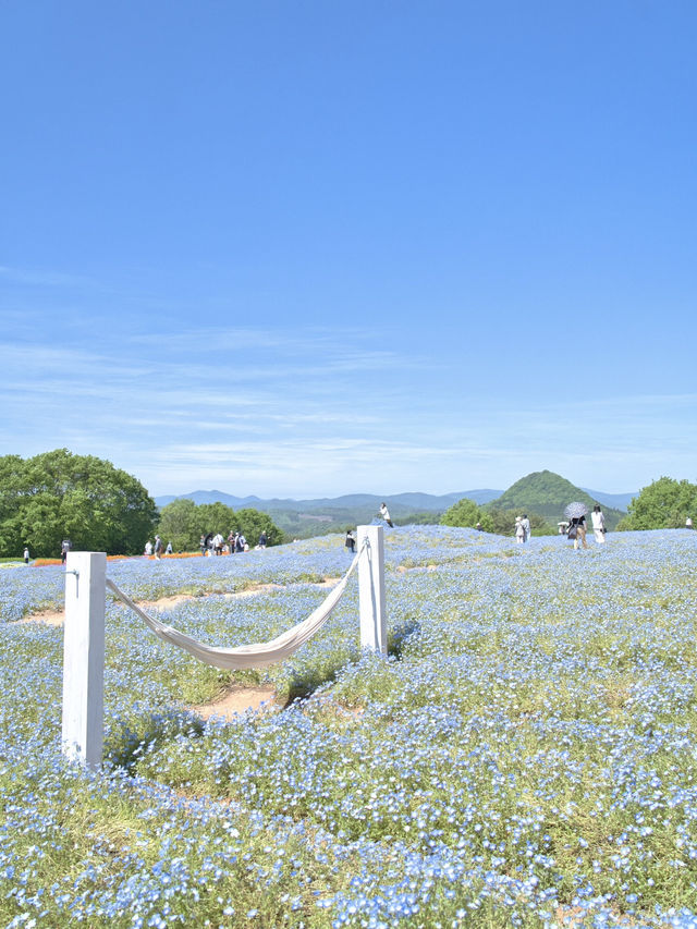 青とピンクの絶景絨毯で夢のような映え写真体験💙🌸※観光攻略情報付き