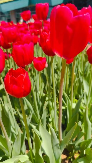 A Blooming Escape: Ilsan Lake Park Flower Festival in Full Glory