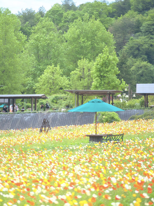 春風に揺れるポピー畑に酔いしれる🌺🌼※観光攻略情報付き