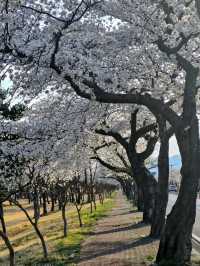Gyeongju in Bloom