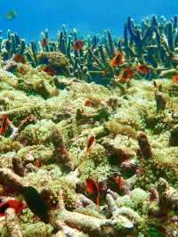 ありのままの自然がここに。シミランで心をリセット🌿🌊
