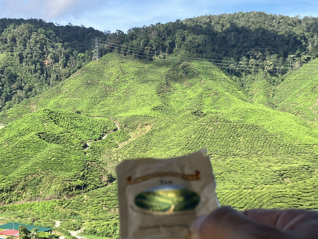 馬來西亞🇲🇾一盞茶一段風景 金馬倫茶園Cameron Valley Tea的晨時風光