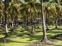 Chiang Mai Coconut Market: Where Summer Tastes Like Ice-Cold Happiness