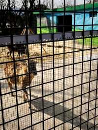 『ソウル動物園🐅』IN Korean🇰🇷