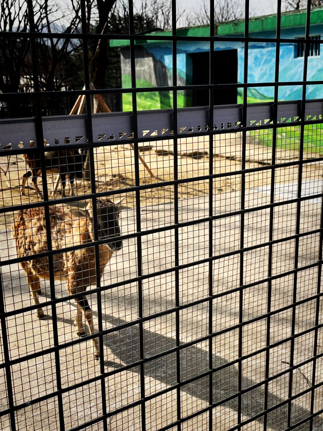 『ソウル動物園🐅』IN Korean🇰🇷