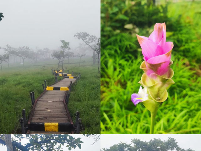 まるで別世界！ピンクの花が咲き誇るパーヒンガームで、自然の魔法に癒されよう🌸🇹🇭