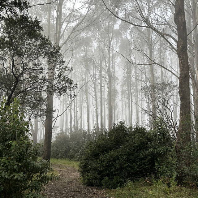 ☀️ Summer Vibes at Mount Macedon 🌿