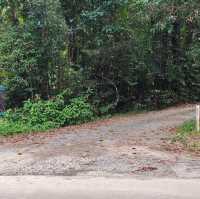 Daintree Rainforest – QLD
