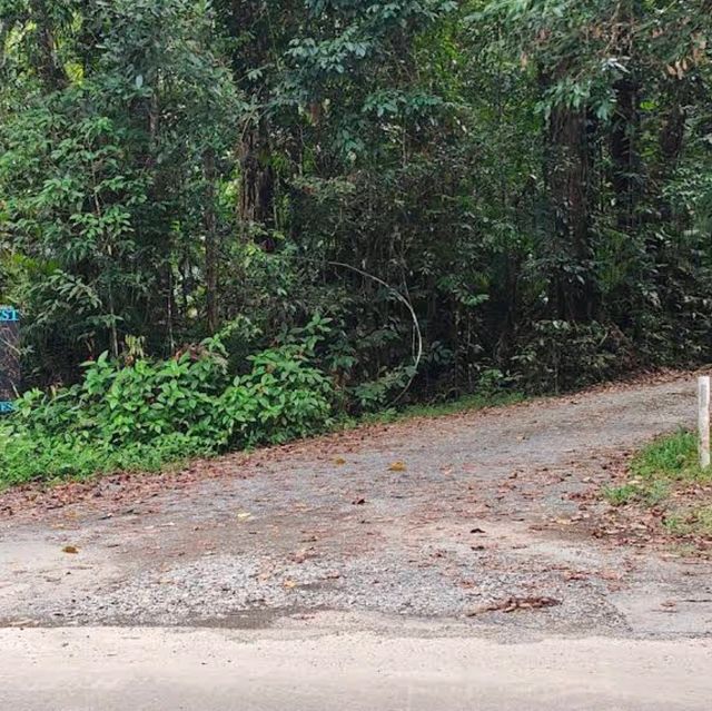 Daintree Rainforest – QLD