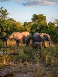 South Africa ซาฟารีแบบ Free VISA!!
