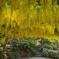 Bodnant Garden | A Secret Garden with a 4.8-Star Google Rating! 🌸🌳