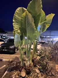 Hugh yam tree in fornt of pasar malam saberkas 