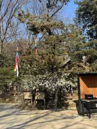 조선시대 감성 속으로! 한국민속촌에서 걷고 먹고 즐긴 하루코스