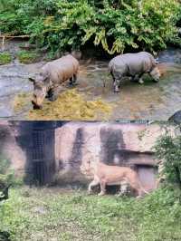 Exploring Taipei Zoo: A Fun-Filled Family Outing