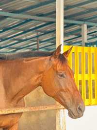 Trot into Tranquility at 3S Equestrian