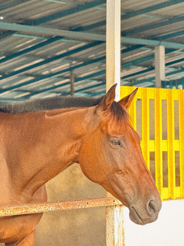 Trot into Tranquility at 3S Equestrian
