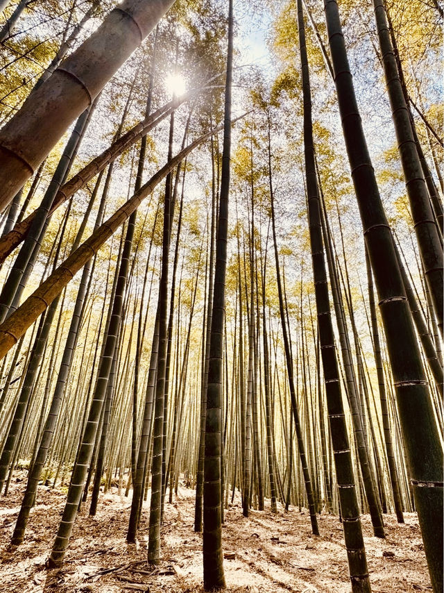 ⛩️✨ Fushimi Inari Taisha: Kyoto’s Iconic Thousand Torii Gates