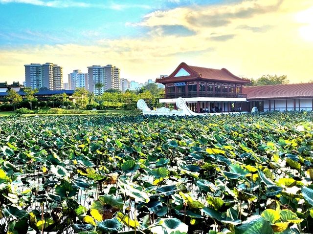 Sublime Stoneboat sailing through the lotus pond