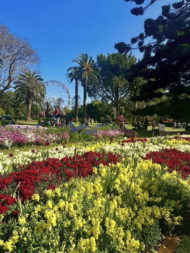 🌸【花に包まれる街】ダーリング・ダウンズの花祭りで彩りの旅