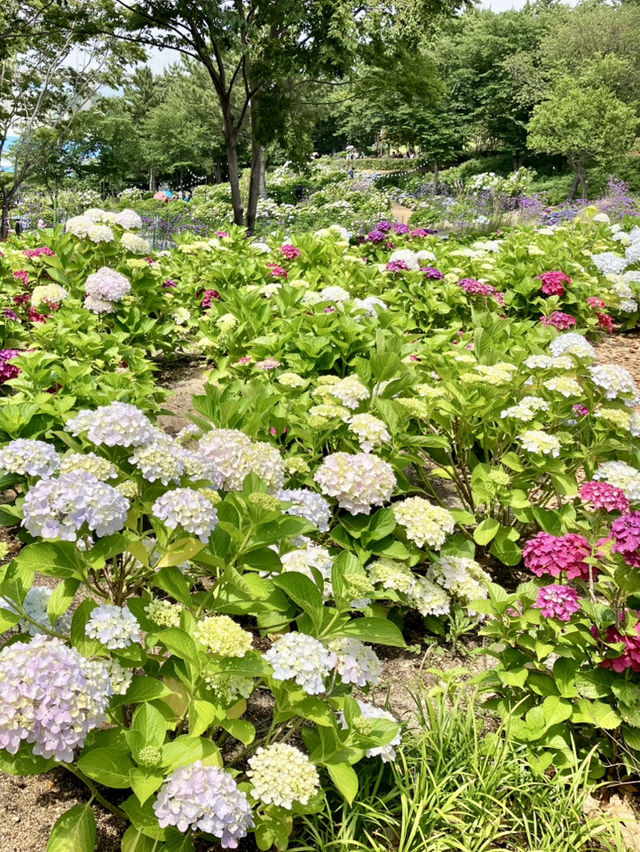 繡球花@長生浦鯨魚文化村