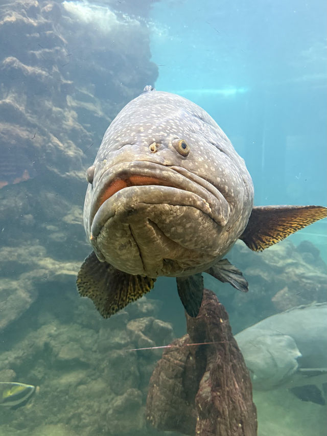 Phuket Aquarium 