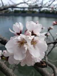 【三重】九華公園